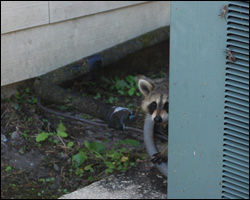 Raccoon control and removal