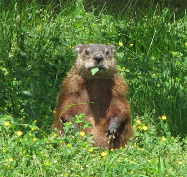 groundhog-removal