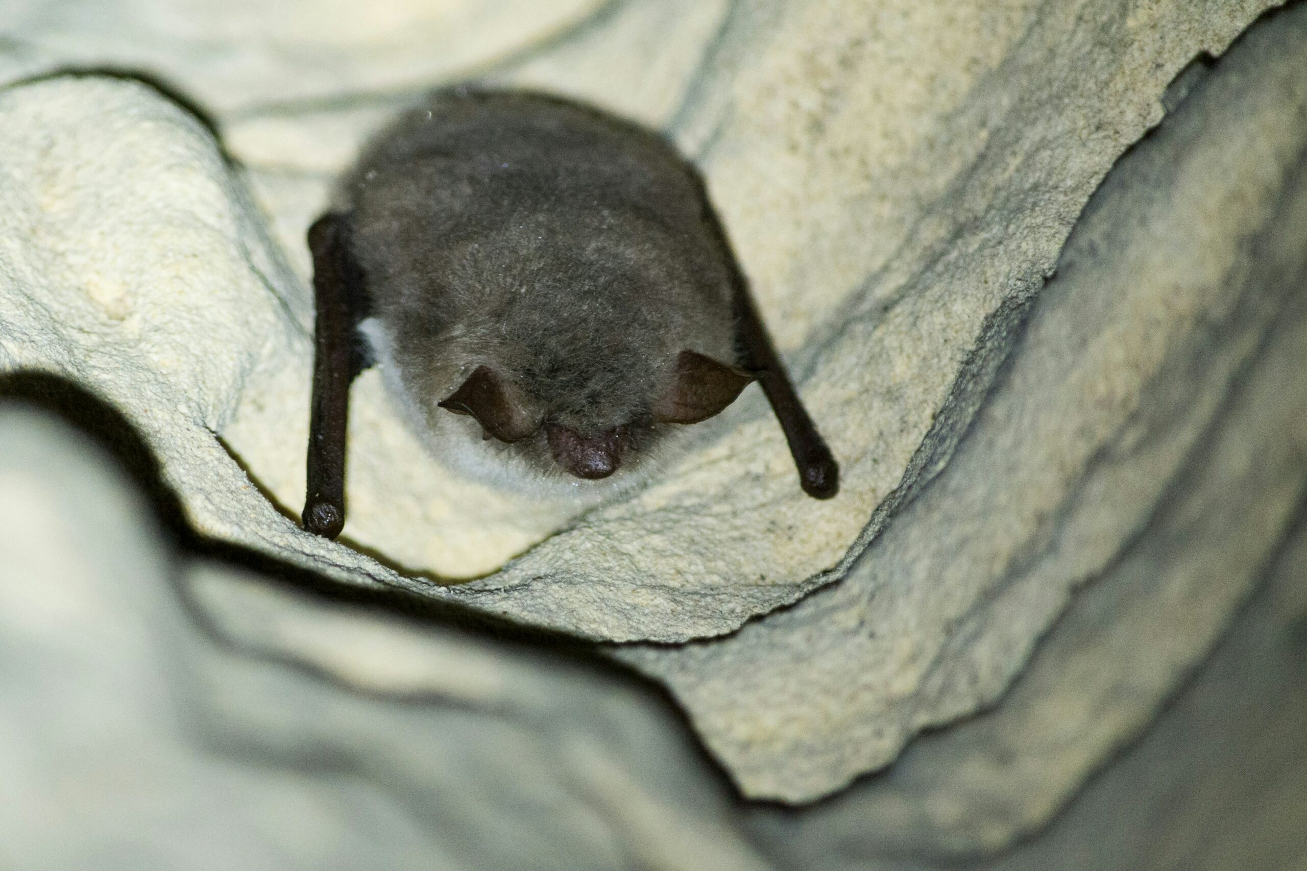 Virginia bats in attic