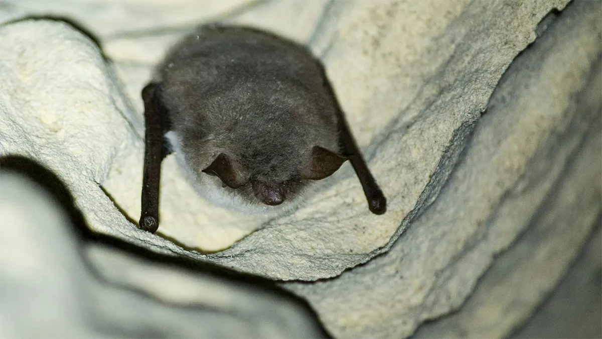 bats-in-home Bats in the Home