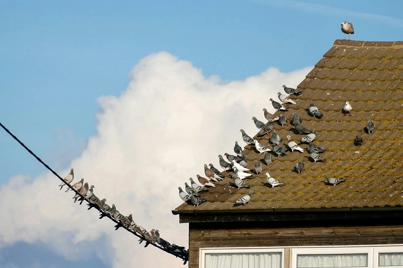 Bird control Virginia