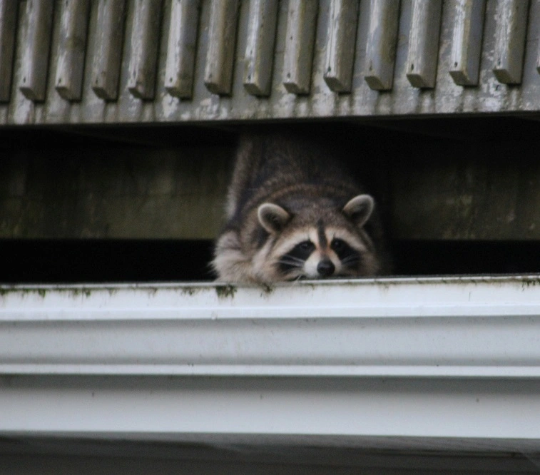Raccoon control