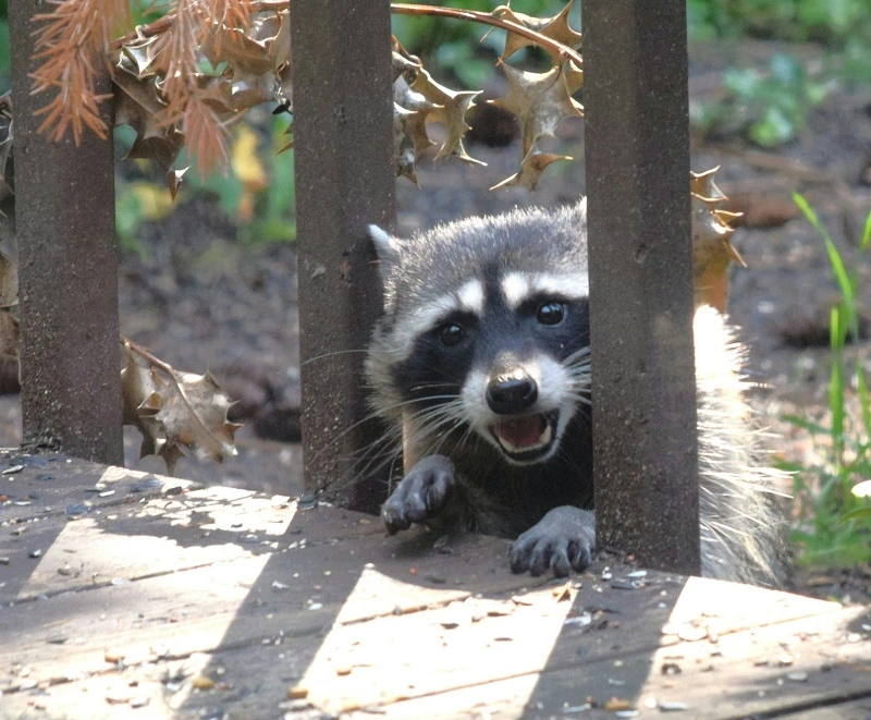 Raccoon Trapper Virginia
