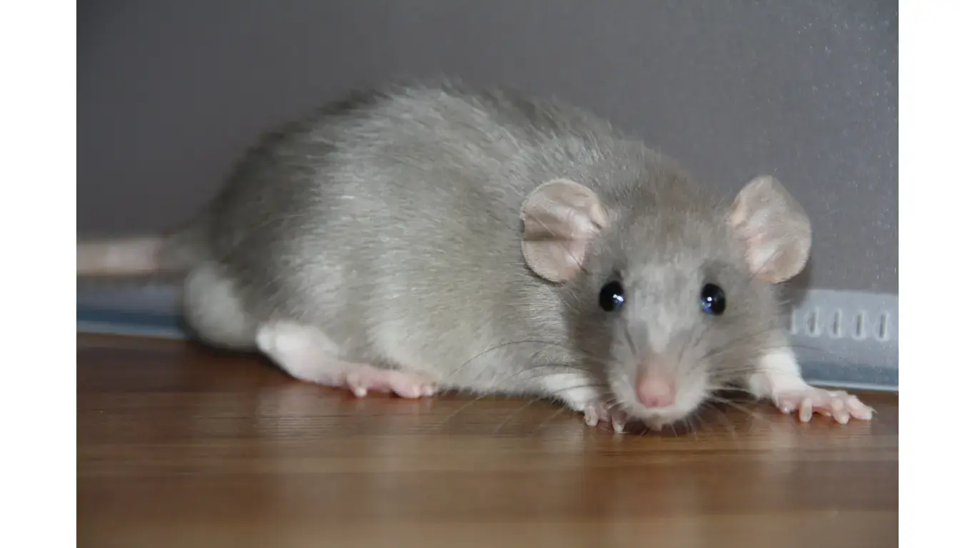 rat control rat removal Virginia