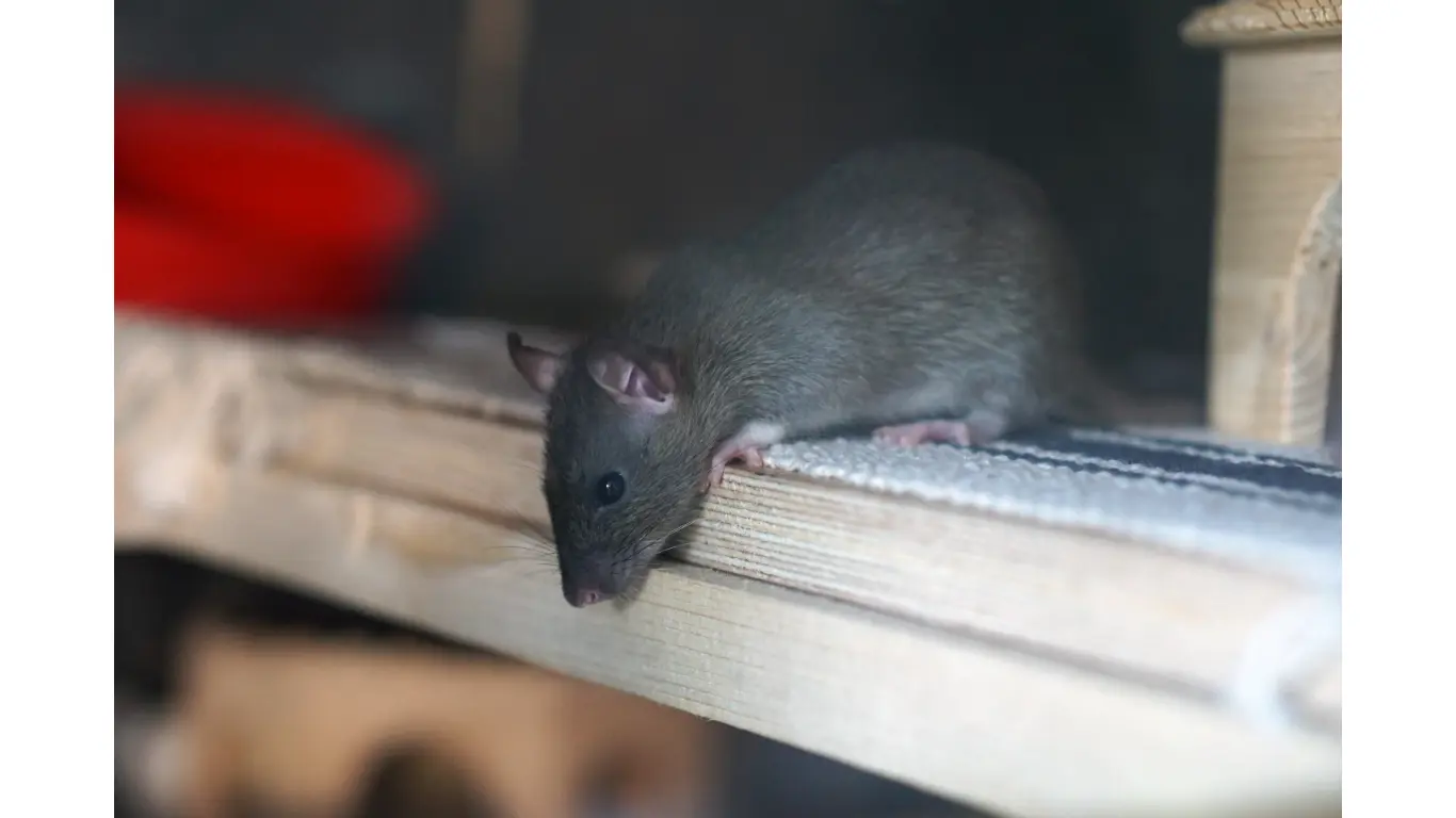 rat removal rat control Virginia