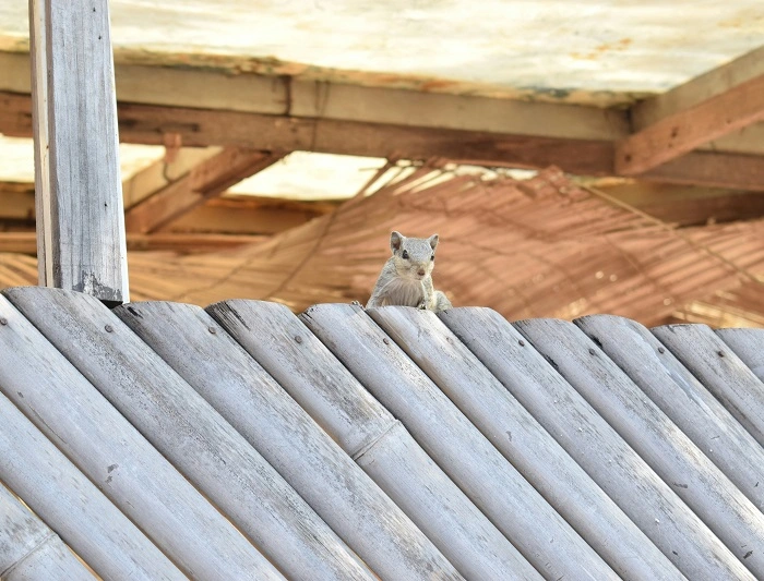 squirrel-removal-virginia Squirrel Removal Virginia