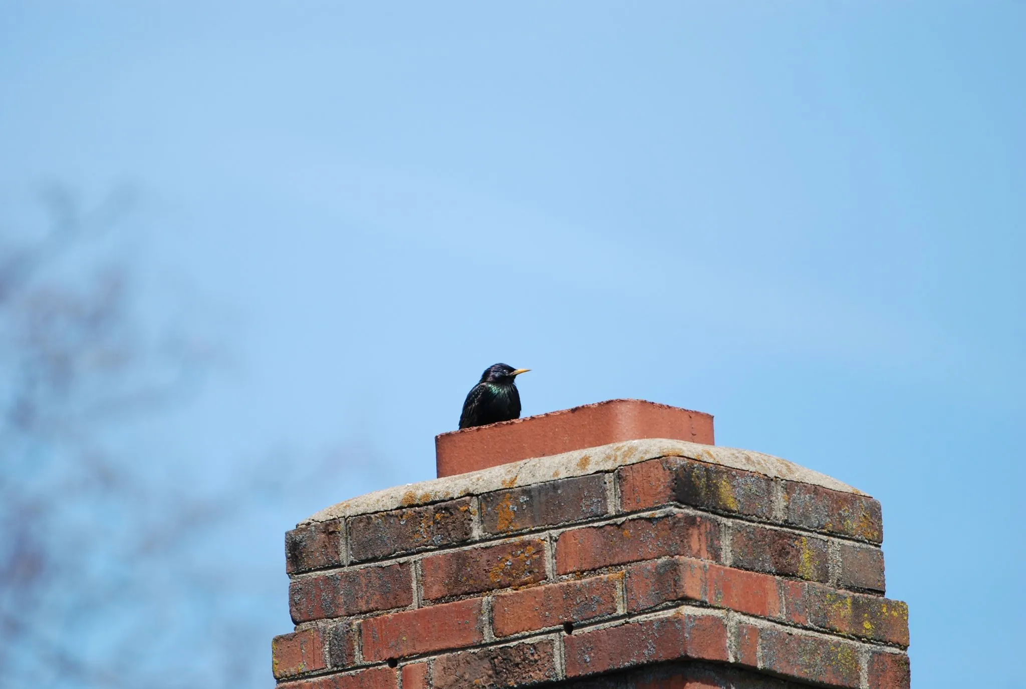 Bird removal