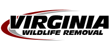 Virginia Wildlife Removal